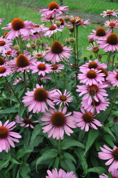 Zonnehoed Echinacea purpurea 'Magnus' 5-10 Pot P9 Echinacea purpurea 'Magnus'
