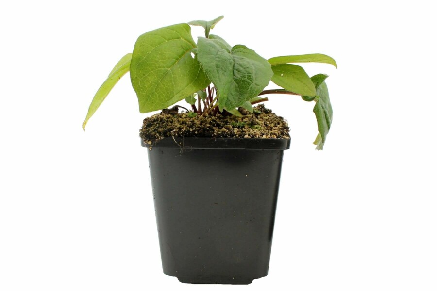 Zonnehoed Echinacea purpurea 'Magnus' 5-10 Pot P9 Echinacea purpurea 'Magnus'