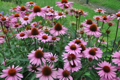 Zonnehoed Echinacea purpurea 'Magnus' 5-10 Pot P9