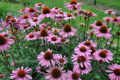 Zonnehoed Echinacea purpurea 'Magnus' 5-10 Pot P9 Echinacea purpurea 'Magnus'