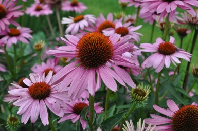 Zonnehoed Echinacea purpurea 'Magnus' 5-10 Pot P9 Echinacea purpurea 'Magnus'