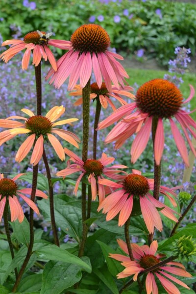 Rode Zonnehoed Echinacea purpurea 'Summer Cocktail' 5-10 Pot P9 Echinacea purpurea 'Summer Cocktail'