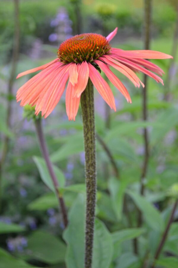 Rode Zonnehoed Echinacea purpurea 'Summer Cocktail' 5-10 Pot P9 Echinacea purpurea 'Summer Cocktail'