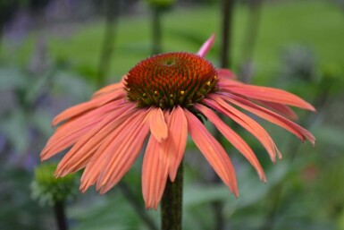 Rode Zonnehoed Echinacea purpurea 'Summer Cocktail' 5-10 Pot P9