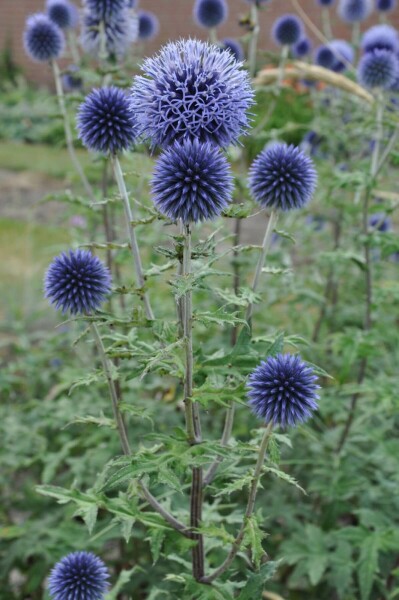 Kogeldistel Echinops bannaticus 'Blue Glow' 5-10 Pot P9 Echinops bannaticus 'Blue Glow'