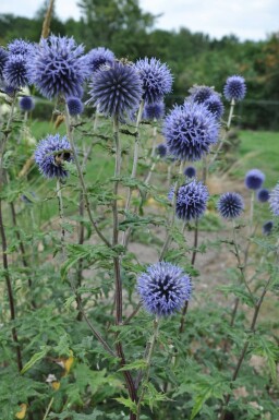 Kogeldistel Echinops bannaticus 'Blue Glow' 5-10 Pot P9 Echinops bannaticus 'Blue Glow'