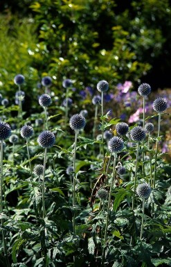 Kogeldistel Echinops bannaticus 'Taplow Blue' 5-10 Pot P9