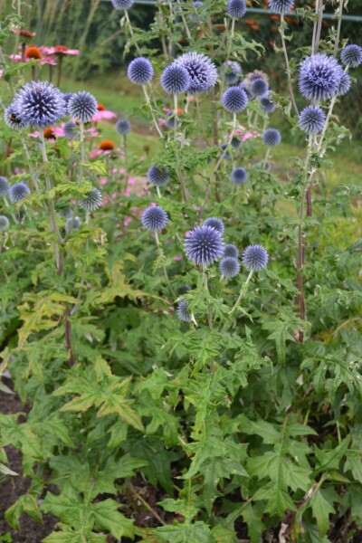 Kogeldistel Echinops ritro 10-15 Pot C2 Echinops ritro