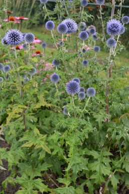 Kogeldistel Echinops ritro 5-10 Pot P9 Echinops ritro