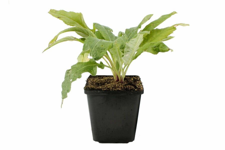 Kogeldistel Echinops ritro 'Veitch’s Blue' 5-10 Pot P9 Echinops ritro 'Veitch’s Blue'