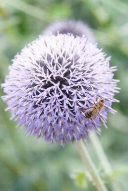 Echinops ritro 'Veitch’s Blue'
