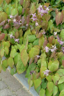 Elfenbloem Epimedium grandiflorum 'Lilafee' 5-10 Pot P9 Epimedium grandiflorum 'Lilafee'