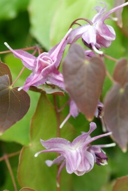 Elfenbloem Epimedium grandiflorum 'Lilafee' 5-10 Pot P9 Epimedium grandiflorum 'Lilafee'