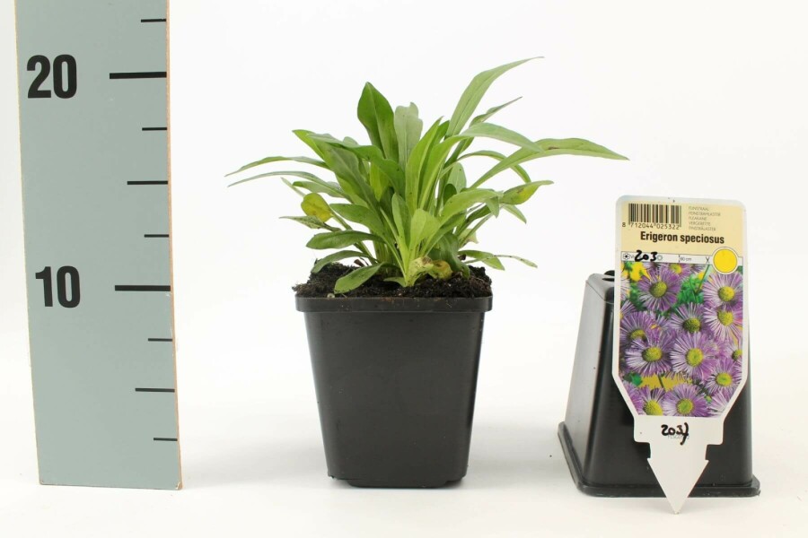 Fijnstraal Erigeron speciosus 'Superbus' 5-10 Pot P9 Erigeron speciosus 'Superbus'