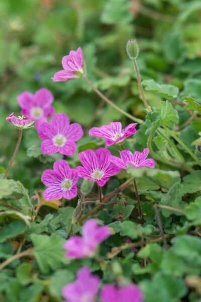 Reigersbek Erodium variabile 'Bishop's Form' 5-10 Pot P9 Erodium variabile 'Bishop's Form'