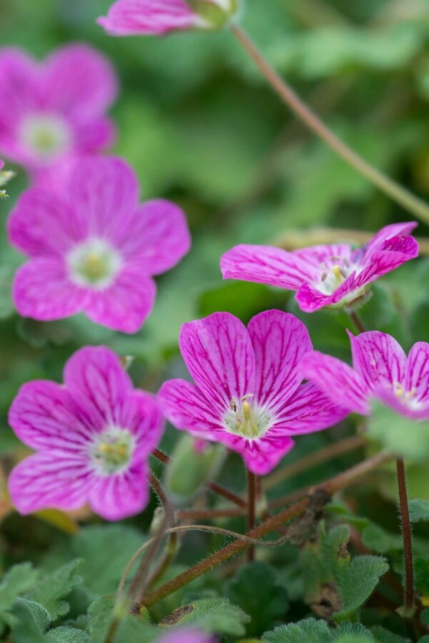 Reigersbek Erodium variabile 'Bishop's Form' 5-10 Pot P9 Erodium variabile 'Bishop's Form'