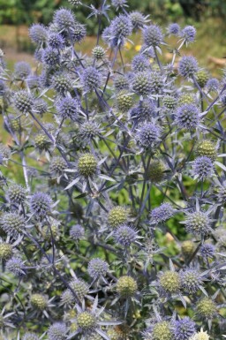 Kruisdistel Eryngium planum 5-10 Pot P9 Eryngium planum