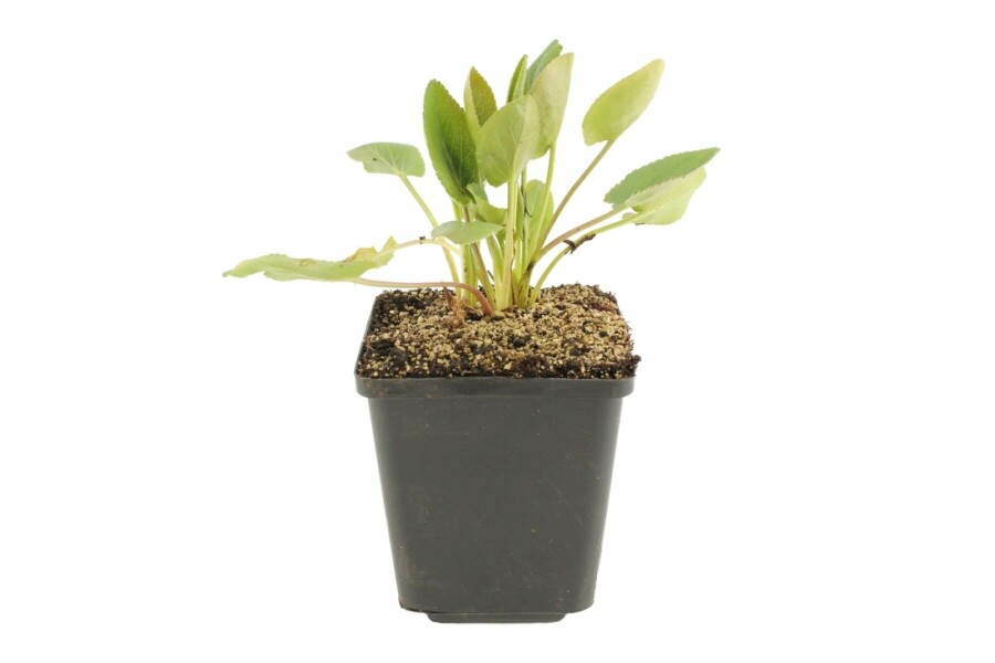 Kruisdistel Eryngium planum 5-10 Pot P9 Eryngium planum