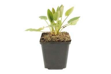 Kruisdistel Eryngium planum 5-10 Pot P9 Eryngium planum