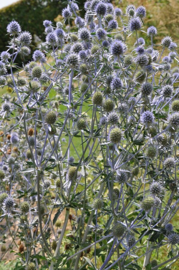 Kruisdistel Eryngium planum 5-10 Pot P9 Eryngium planum