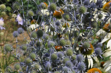 Kruisdistel Eryngium planum 5-10 Pot P9 Eryngium planum