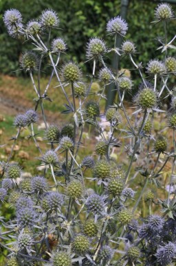 Kruisdistel Eryngium planum 5-10 Pot P9 Eryngium planum