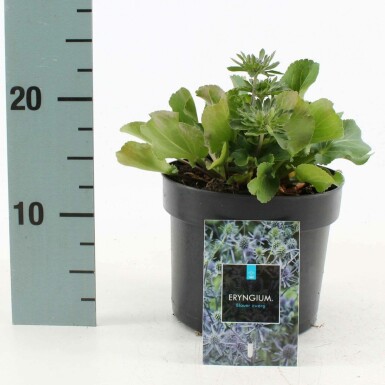 Blauwe distel Eryngium planum 'Blauer Zwerg' 10-15 Pot C2 Eryngium planum 'Blauer Zwerg'