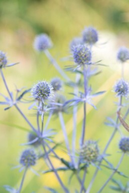 Blauwe distel Eryngium planum 'Blauer Zwerg' 10-15 Pot C2 Eryngium planum 'Blauer Zwerg'