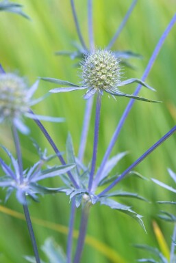 Blauwe distel Eryngium planum 'Blauer Zwerg' 10-15 Pot C2 Eryngium planum 'Blauer Zwerg'