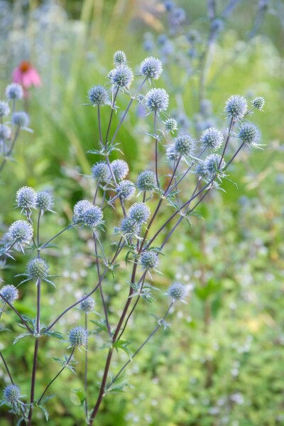 Blauwe distel Eryngium planum 'Blauer Zwerg' 5-10 Pot P9 Eryngium planum 'Blauer Zwerg'