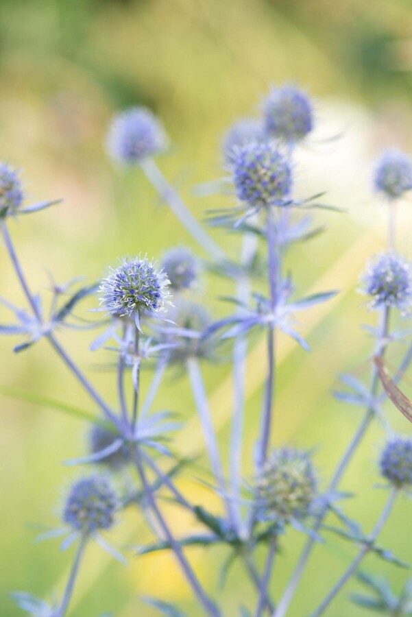 Blauwe distel Eryngium planum 'Blauer Zwerg' 5-10 Pot P9 Eryngium planum 'Blauer Zwerg'