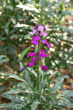 Muurbloem Erysimum 'Bowles Mauve' 5-10 Pot P9 Erysimum 'Bowles Mauve'