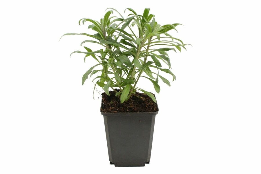 Muurbloem Erysimum 'Bowles Mauve' 5-10 Pot P9 Erysimum 'Bowles Mauve'