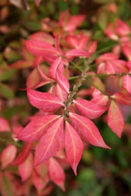 Euonymus alatus C10 80-100
