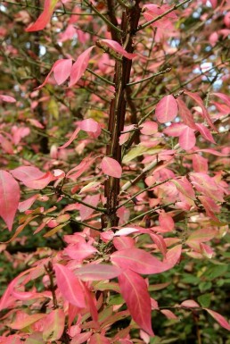 Euonymus alatus C3 20-30