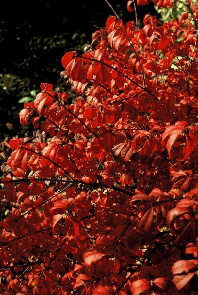 Euonymus alatus 'Compactus' C3 20-30