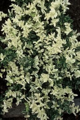 Euonymus fortunei 'Harlequin' P9 5-10
