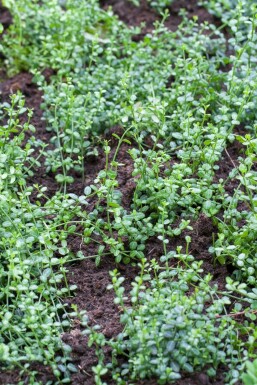 Japanse kardinaalsmuts Euonymus fortunei 'Minimus' Struik 5-10 Pot P9 Euonymus fortunei 'Minimus' 5-10 cm