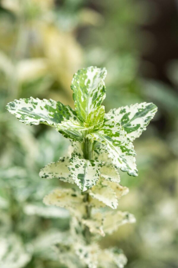 Kardinaalshoed Euonymus fortunei 'Silverstone' Struik 20-30 Pot C2 Euonymus fortunei 'Silverstone' struik 20-30 cm