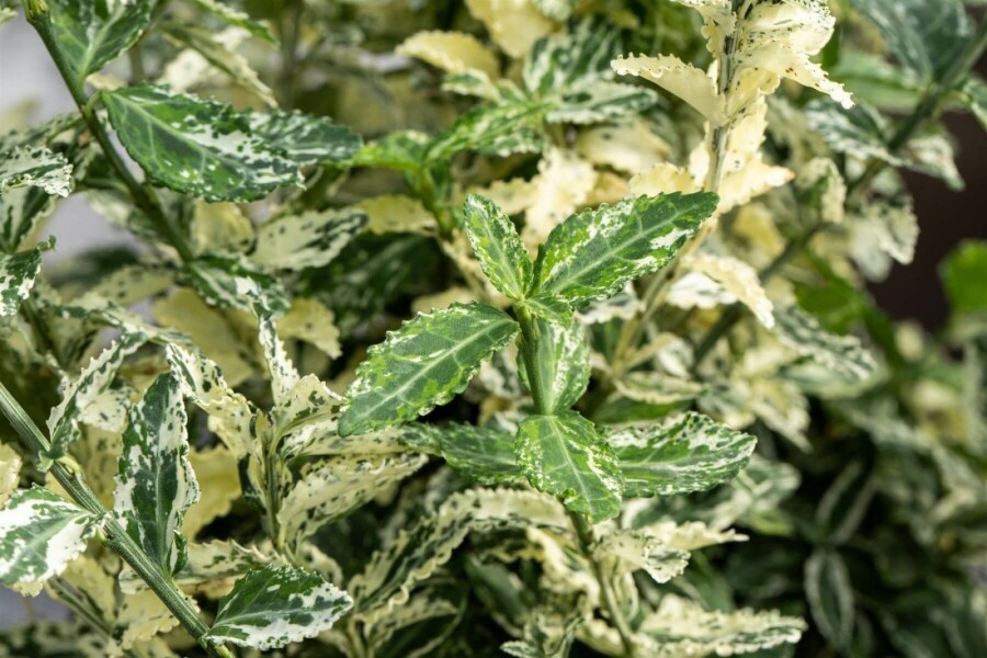 Kardinaalshoed Euonymus fortunei 'Silverstone' Struik 20-30 Pot C2 Euonymus fortunei 'Silverstone' struik 20-30 cm