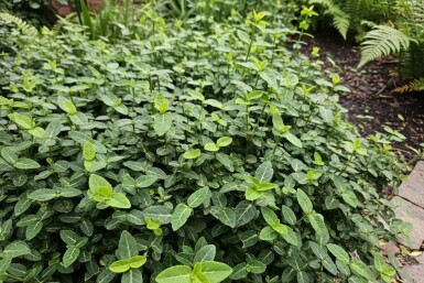 Euonymus fortunei var. radicans struik 5-10 cm