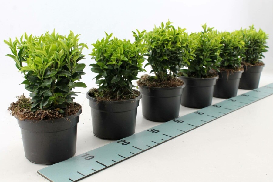 Japanse Kardinaalsmuts Euonymus Japonicus 'Green Spire' Struik 20-30 Pot P13 Euonymus japonicus 'Green Spire' struik 20-30 cm