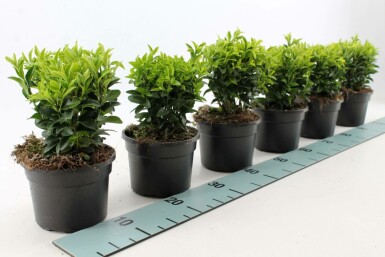 Japanse Kardinaalsmuts Euonymus Japonicus 'Green Spire' Struik 20-30 Pot P13 Euonymus japonicus 'Green Spire' struik 20-30 cm