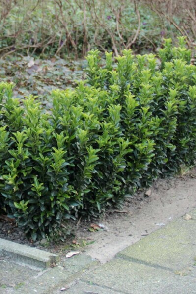 Euonymus japonicus 'Green Spire' P9 10-15