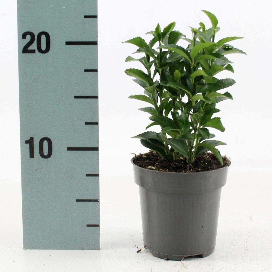 Japanse Kardinaalsmuts Euonymus Japonicus 'Green Spire' Struik 10-15 Pot P9 Euonymus japonicus 'Green Spire' struik 10-15 cm