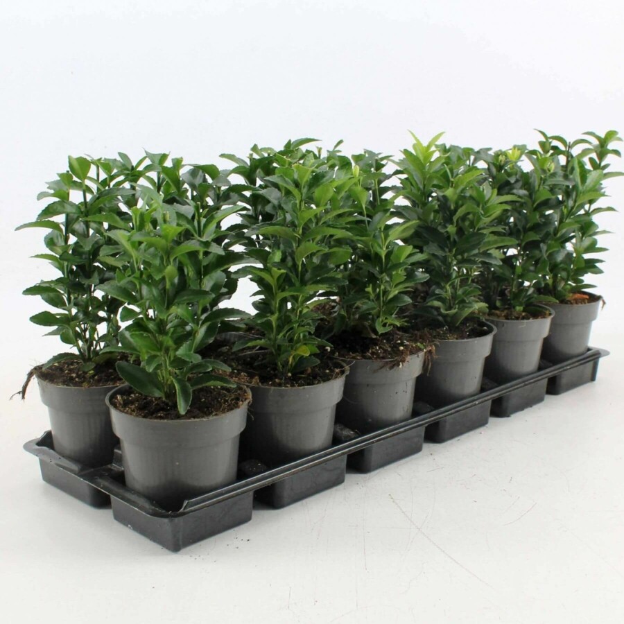 Japanse Kardinaalsmuts Euonymus Japonicus 'Green Spire' Struik 10-15 Pot P9 Euonymus japonicus 'Green Spire' struik 10-15 cm