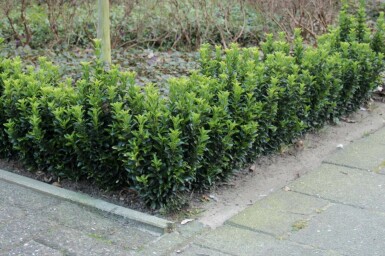 Euonymus japonicus 'Green Spire' P9 10-15