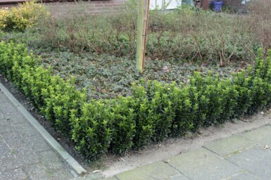 Euonymus japonicus 'Green Spire' P9 10-15