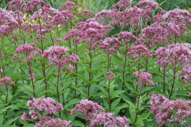 Koninginnekruid Eupatorium maculatum 'Atropurpureum' 5-10 Pot P9 Eupatorium maculatum 'Atropurpureum'