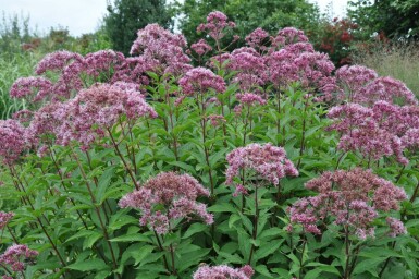 Koninginnekruid Eupatorium maculatum 'Atropurpureum' 5-10 Pot P9 Eupatorium maculatum 'Atropurpureum'